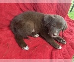 Small #4 Borador