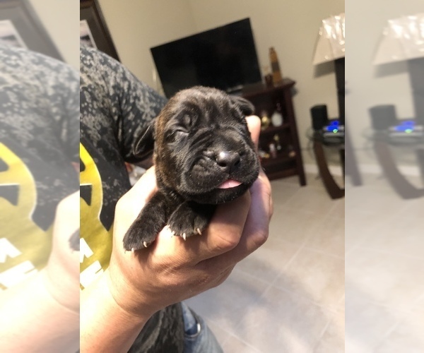 Medium Photo #10 Cane Corso Puppy For Sale in ORLANDO, FL, USA