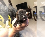 Small Photo #10 Cane Corso Puppy For Sale in ORLANDO, FL, USA