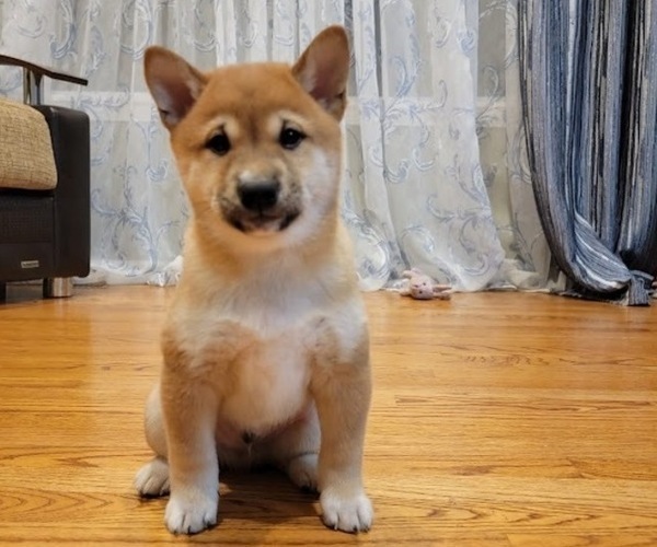 Medium Photo #17 Shiba Inu Puppy For Sale in CARPENTERSVILLE, IL, USA