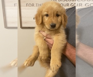 Golden Retriever Puppy for sale in EVART, MI, USA