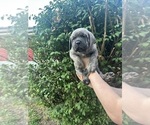 Small #12 Cane Corso