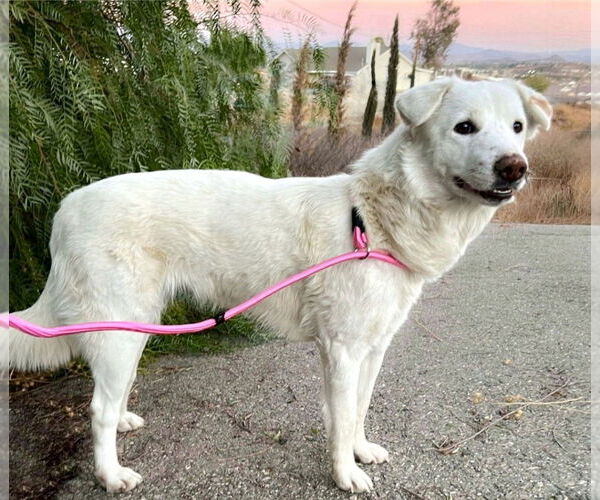 Medium Photo #2 Huskies -Labrador Retriever Mix Puppy For Sale in Temecula, CA, USA