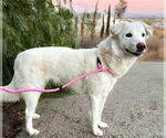 Small #1 Huskies -Labrador Retriever Mix