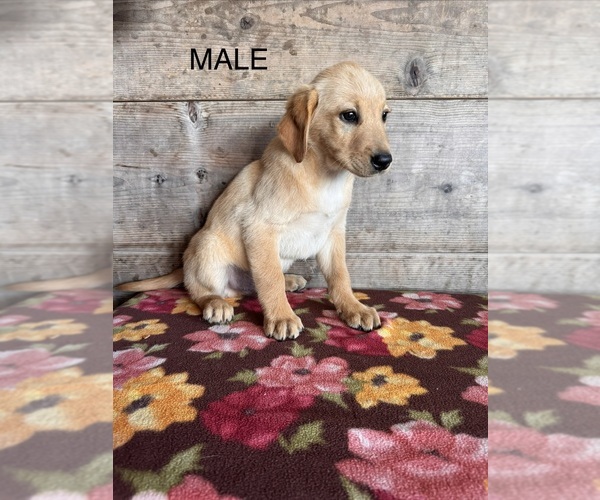 Medium Photo #15 Labrador Retriever Puppy For Sale in VERMONTVILLE, MI, USA