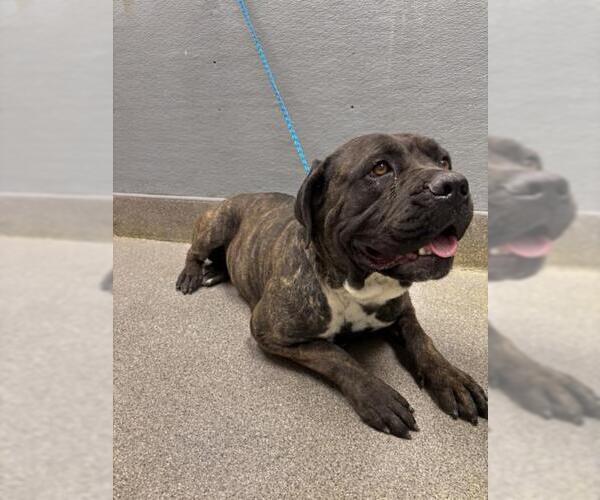 Medium Photo #1 Mutt Puppy For Sale in Las Vegas, NV, USA