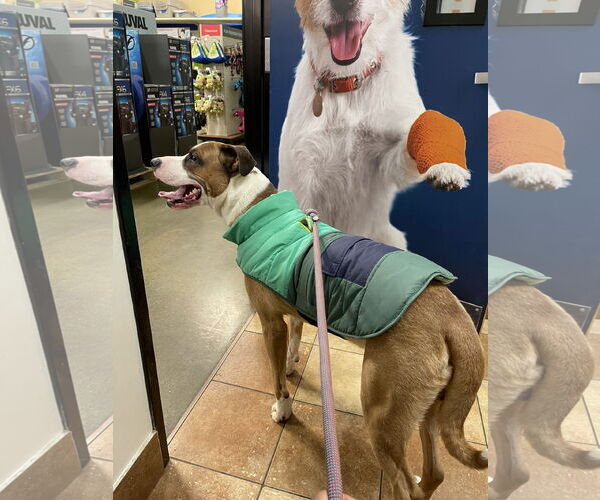 Medium Photo #4 Boxer-Unknown Mix Puppy For Sale in Holly Springs, NC, USA