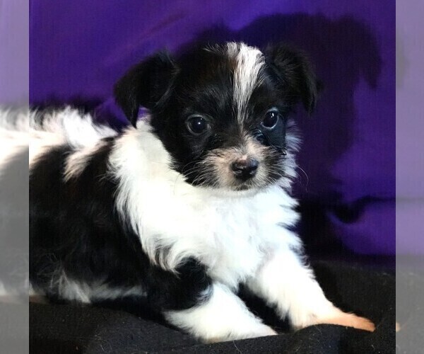 Medium Photo #6 Morkie Puppy For Sale in ROCK VALLEY, IA, USA