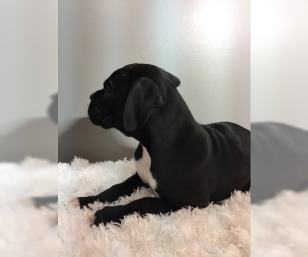 Medium Photo #7 Boxer Puppy For Sale in MILLERSBURG, OH, USA