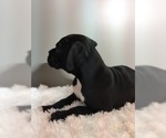 Small Photo #7 Boxer Puppy For Sale in MILLERSBURG, OH, USA