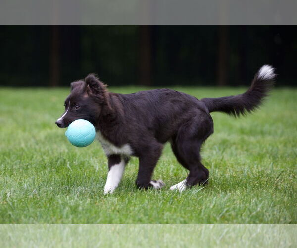Medium Photo #15 Carolina Dog Puppy For Sale in Highland, IL, USA