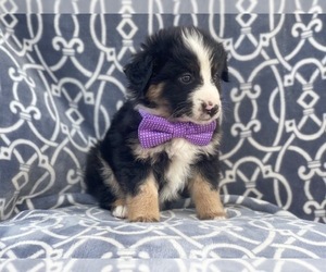 Australian Shepherd Puppy for sale in LAKELAND, FL, USA