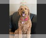 Small Photo #1 Goldendoodle (Miniature) Puppy For Sale in ROY, UT, USA