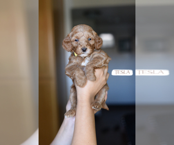 Medium Photo #8 Goldendoodle (Miniature) Puppy For Sale in SACRAMENTO, CA, USA