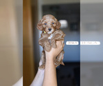 Small #7 Goldendoodle (Miniature)