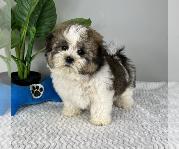 Medium Photo #2 Zuchon Puppy For Sale in FRANKLIN, IN, USA