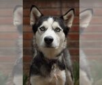 Small #3 Siberian Husky