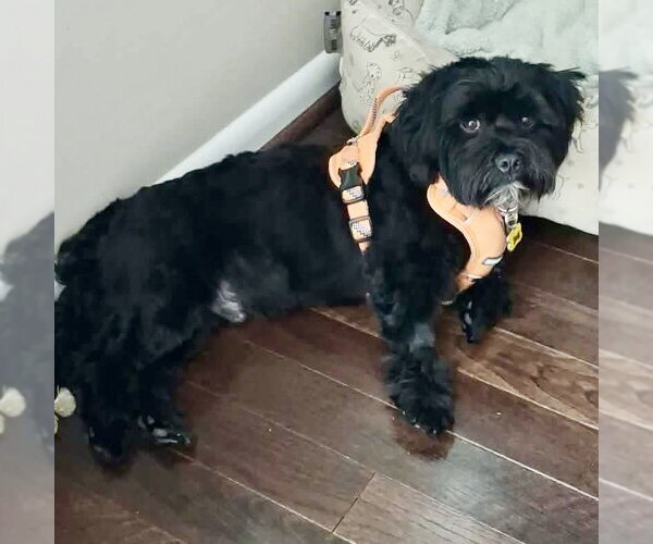 Medium Photo #3 Shih Apso Puppy For Sale in Spring Lake, NC, USA
