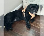 Small #2 Shih Apso