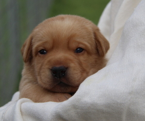 Labrador Retriever Litter for sale in HYDE PARK, VT, USA
