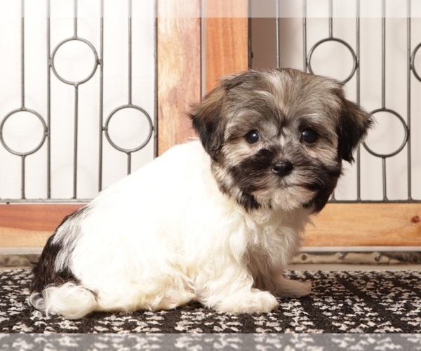 Medium Photo #4 Havanese Puppy For Sale in NAPLES, FL, USA