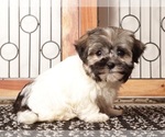 Small #3 Havanese