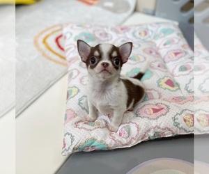 Chihuahua Puppy for sale in HIALEAH, FL, USA