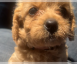 Puppy Willie Cockalier-Poodle (Toy) Mix