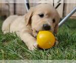 Puppy 3 English Cream Golden Retriever