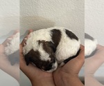 Small #3 Bernedoodle (Miniature)