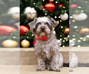 Toxirn Dogs for adoption in McKinney, TX, USA