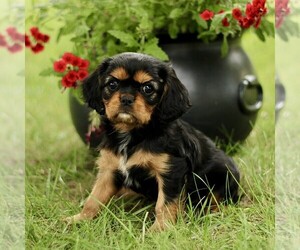 Cavalier King Charles Spaniel Puppy for sale in GORDONVILLE, PA, USA