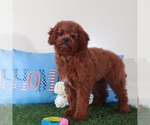 Small #2 Goldendoodle (Miniature)
