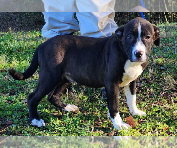 Medium Photo #3 American Pit Bull Terrier-Unknown Mix Puppy For Sale in Wetumpka, AL, USA