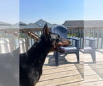 Small #6 Doberman Pinscher