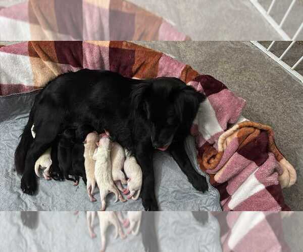 Medium Photo #2 Mutt Puppy For Sale in San Diego, CA, USA