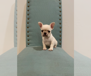 French Bulldog Puppy for sale in LYNWOOD, CA, USA