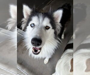 Alaskan Malamute Dogs for adoption in San Bernardino, CA, USA