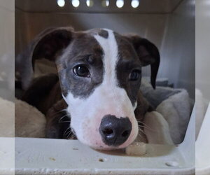 American Pit Bull Terrier-Unknown Mix Dogs for adoption in Chester, VA, USA