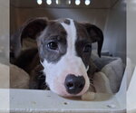 Small American Pit Bull Terrier Mix