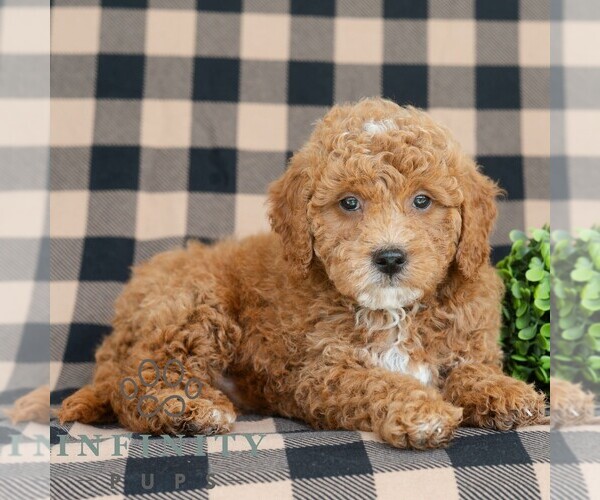 Medium Photo #2 Goldendoodle (Miniature) Puppy For Sale in DORNSIFE, PA, USA