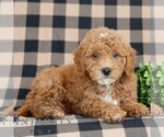 Small #1 Goldendoodle (Miniature)