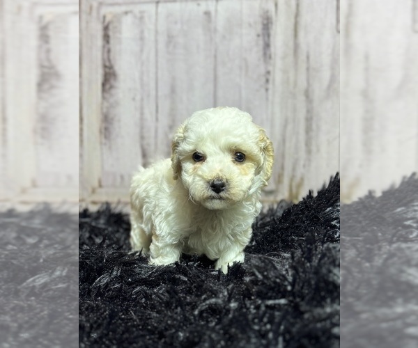 Medium Photo #1 Cavapoo Puppy For Sale in ROANOKE, IL, USA
