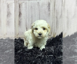 Cavapoo Puppy for sale in ROANOKE, IL, USA
