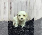 Small Photo #1 Cavapoo Puppy For Sale in ROANOKE, IL, USA
