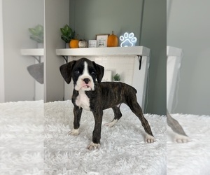 Boxer Puppy for sale in INDIANAPOLIS, IN, USA