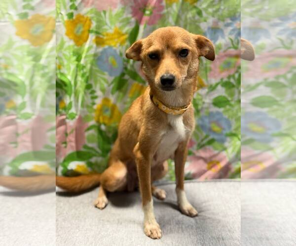 Medium Photo #5 Chihuahua-Unknown Mix Puppy For Sale in Oakhurst, NJ, USA