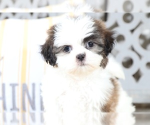 Shih Tzu Puppy for sale in MOUNT VERNON, OH, USA