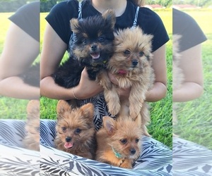Yoranian Puppy for sale in LEWISBURG, KY, USA