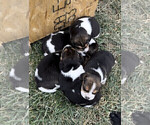 Small Photo #6 Beagle Puppy For Sale in DURHAM, KS, USA